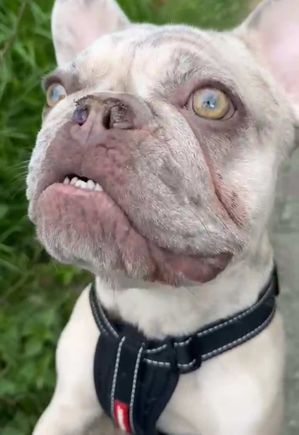 Life saving surgery ‼️  This little Frenchie had BOAS surgery less than 2 weeks ago as he couldn’t breathe properly and would not be able to go on long walks with his owner. Since the surgery he his now a free dg, can actually breathe and is now finally enjoying being a dog 🐶  #boas #frenchie #frenchbulldog #frenchiesoftiktok #frenchbulldogs #veterinarian #veterinariansoftiktok #veterinary #fyp 