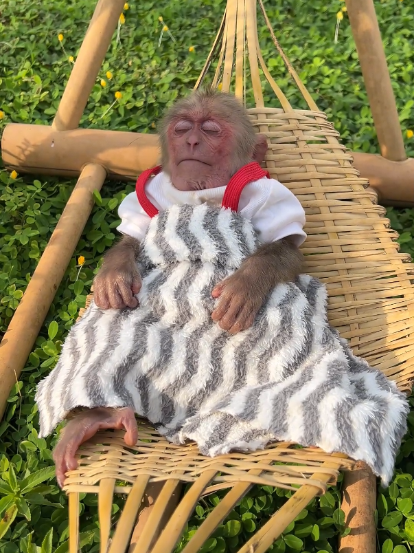 Baby monkey Moon went out to the garden to sleep in a hammock. #monkey #monkeybaby #cutemonkey #monkeylife #cutebaby #monkeysoftiktok #monkeymoon #animal #usa_tiktok 