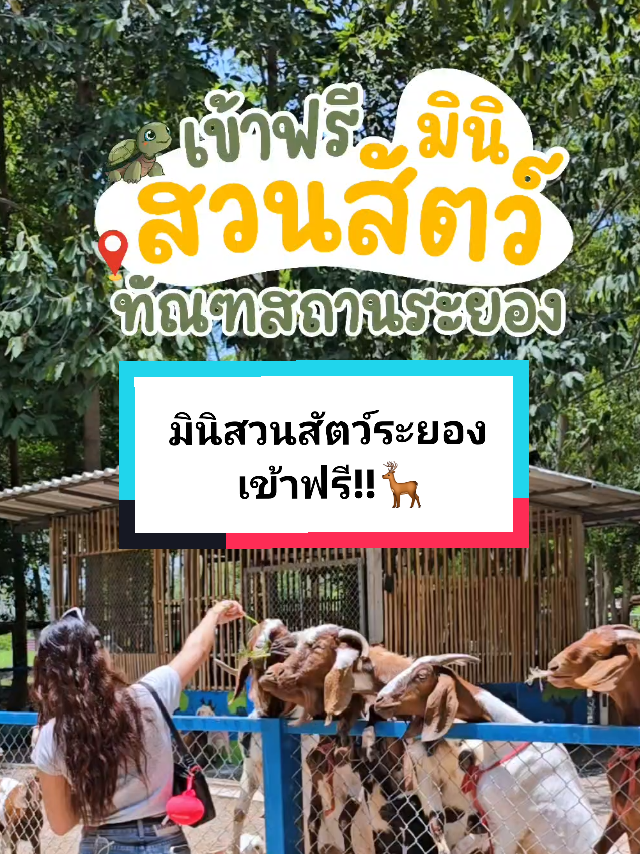 มินิสวนสัตว์เข้าฟรี!! ที่สวนสัตว์ทัณฑสถานห้วยโป่งค่าา🦌🐑🐊🦢🐓 📍พิกัด : ปักหมุด ทัณฑสถานเปิดห้วยโป่ง  ⏰️เวลาเปิด-ปิด : 09.00-17.00น. . . . #สวนสัตว์ห้วยโป่ง #สวนสัตว์เปิดทัณฑสถานห้วยโป่ง  #มินิสวนสัตว์ #สวนสัตว์ระยอง #สวนสัตว์tiktok #สวนสัตว์ #zoorayong #zoo #zootiktok #ระยอง #ระยองหวานเจี๊ยบ💯 #รีวิวระยอง #รีวิวที่เที่ยวในระยอง #ที่เที่ยวเด็ก #ที่เที่ยวครอบครัว 