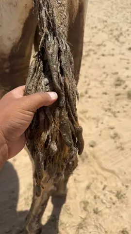 عماشات🐪 #لعيون وضحاً ماشكت من فلسها  ‏ولا حجزناها من الرعي في حبس  ‏في صلحةً وذيولها كن عبسها  ‏خيوط غزلً فوقها جروش الدبس#الحوميات_الصاقب_كبد_الرومي_المقاطي 