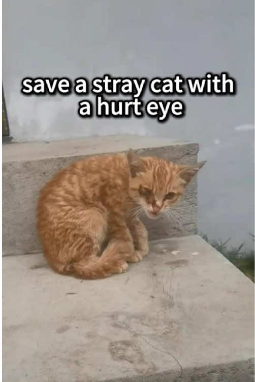 save a stray cat with a hurt eye #animalrescue #cat #fyp 