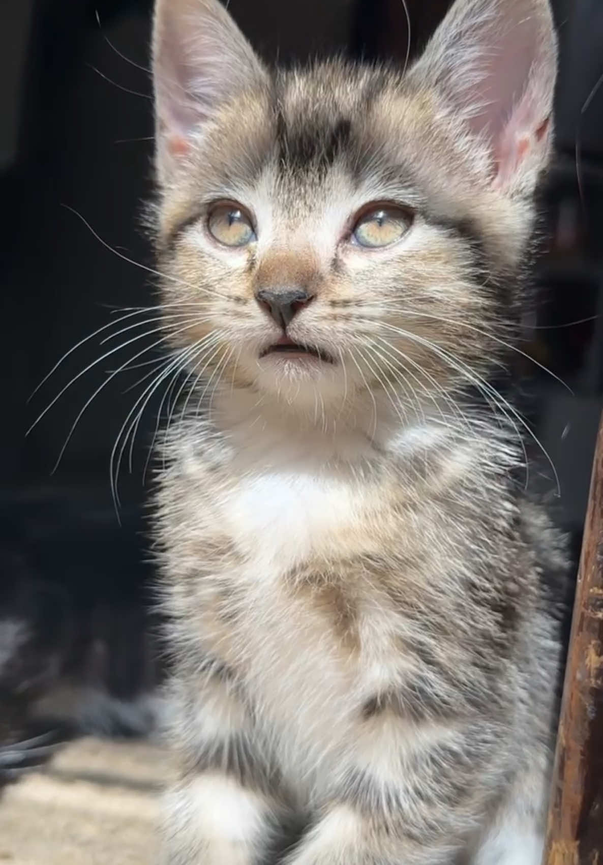 evil yet so lovely <33 #kitty #meow 