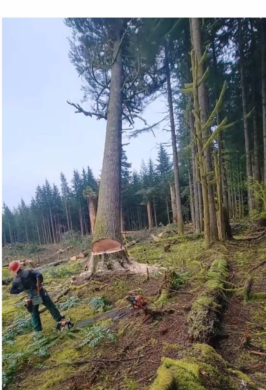 Logging and removal of large trees #satisfying #fyp #giant #oddlysatisfying #teework #asmr 