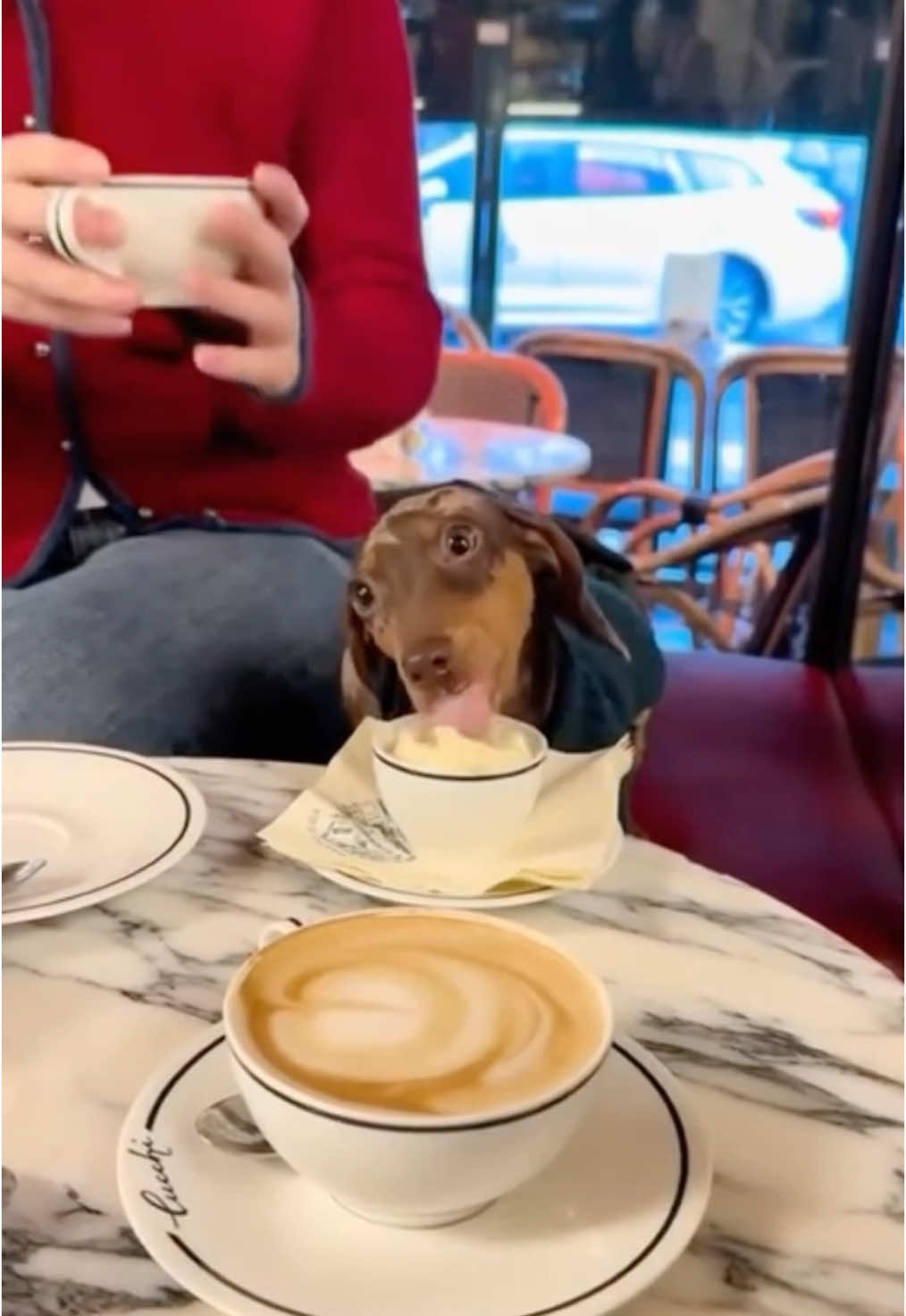 my coffee date ❤️ (ig noraeliseh) #dog