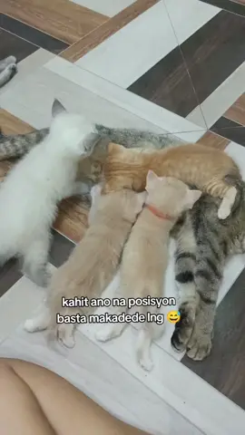 #tiktokvedios #fypシ゚viral #vedioviraltiktok #kitten #cat #fyp #scottish #kittensoftiktok #persian 