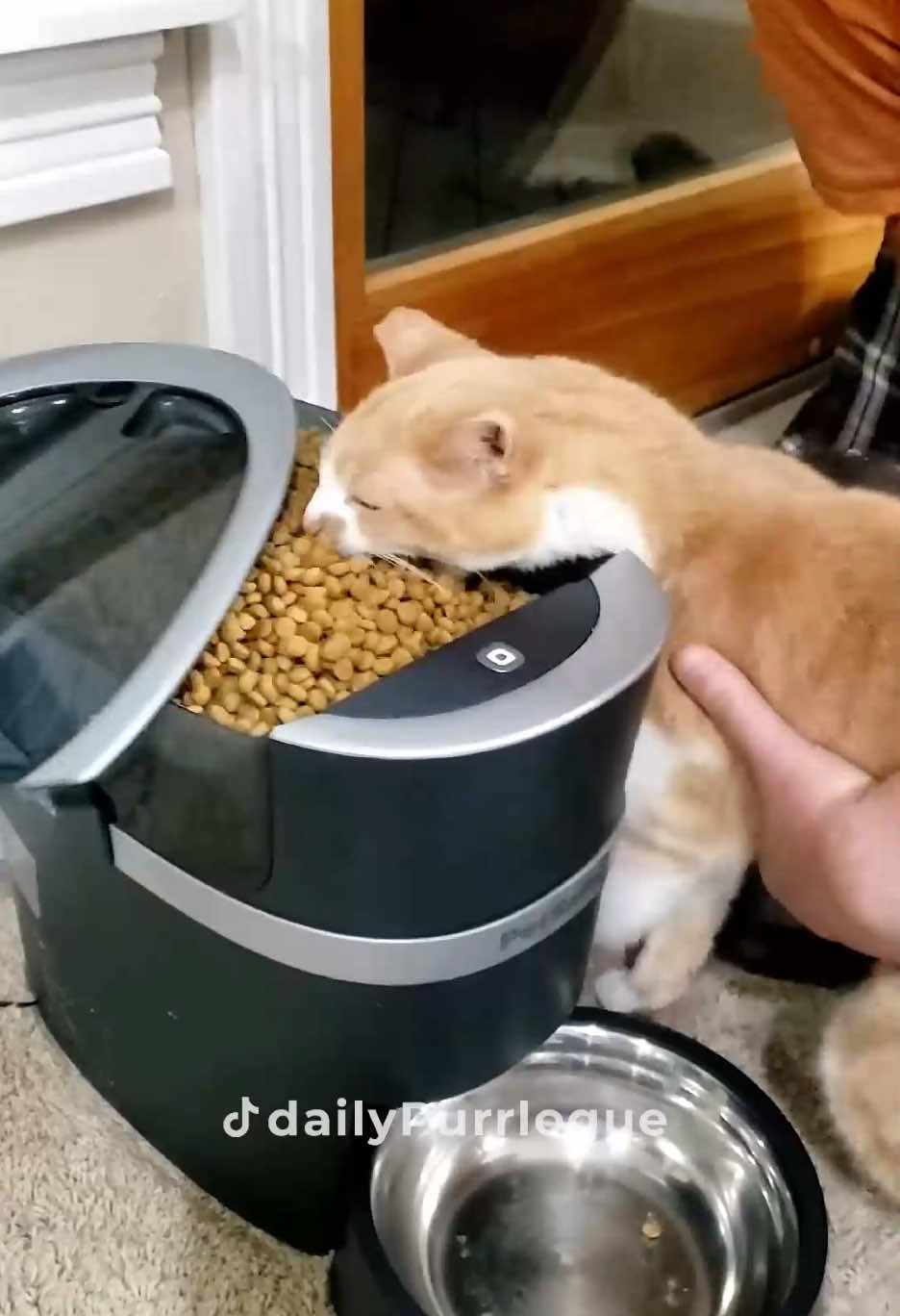 #cat #catsoftiktok #catlovers #cats #funnycats #catlover #funnycat #fyp 