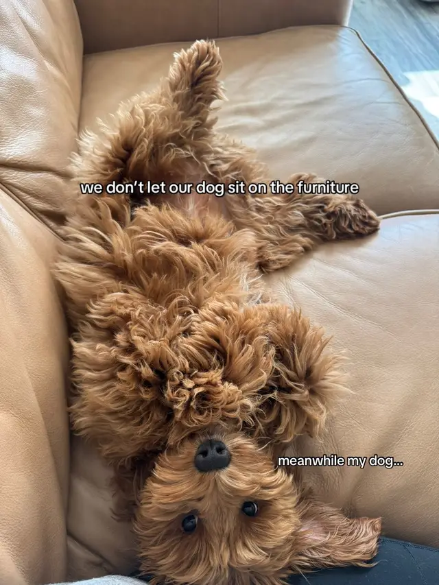 #dogsoftiktok #dogtok #dogsleeping #family #dog #cockapoo #fyp #relatable 