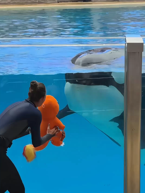 Dolphins perform #dolphins #dolphin #ocean #trending 