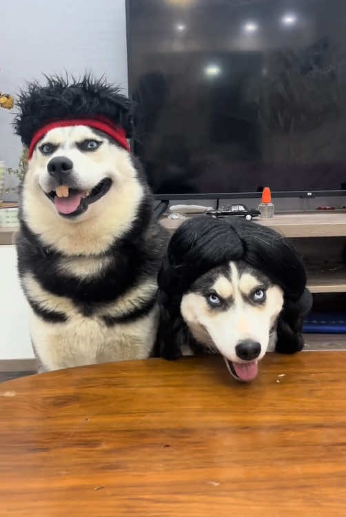 No one can resist these lovely dogs.#happydog #dog #funnyvideos #funnydogs #cutedog #dogsoftiktok 