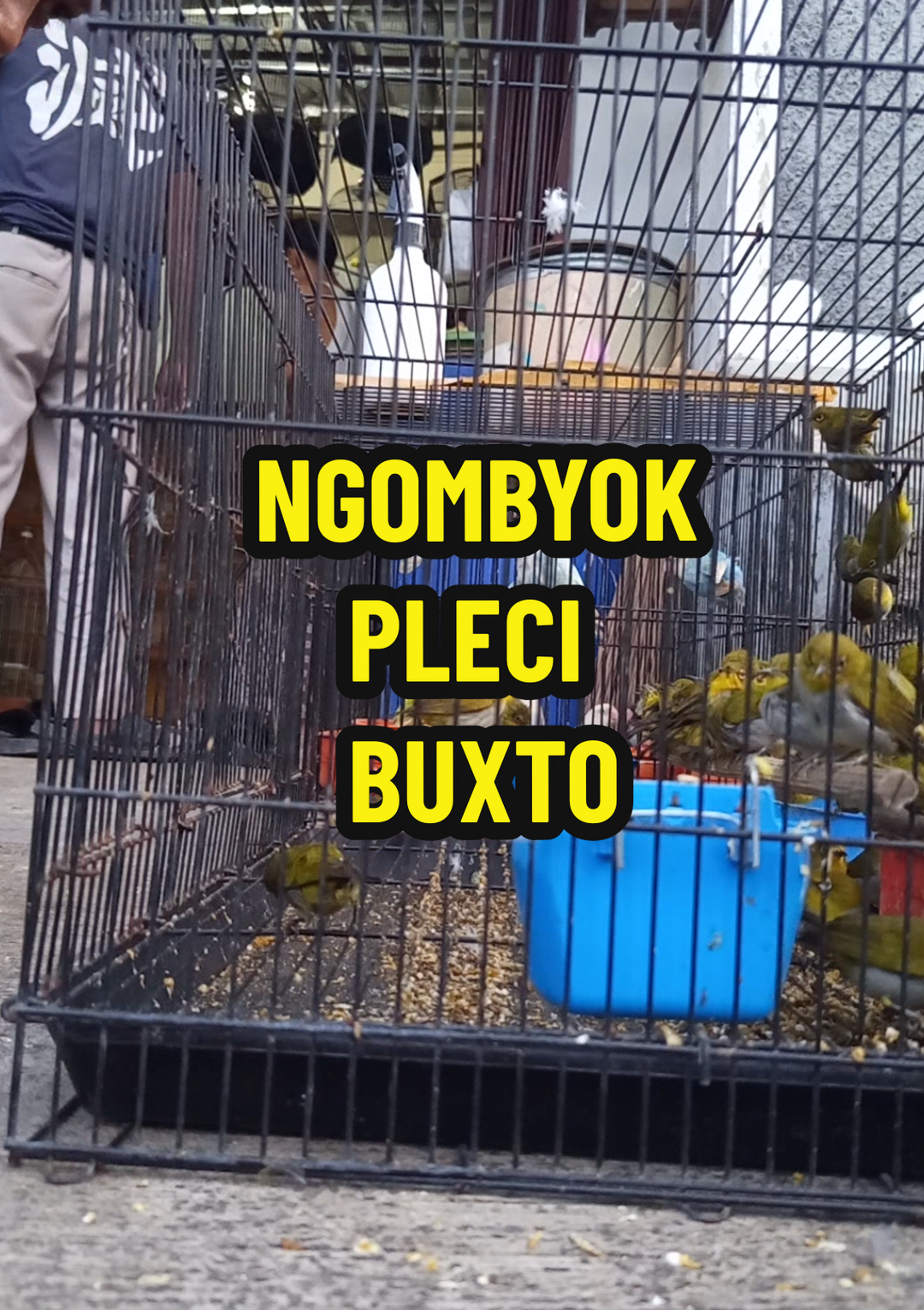 ngombyok itu ibarat seni... ada greget nya... ada was was nya... ada puas nya..😁 #pojoktigabelas #burung #pleci #ciri #jantan #betina #pancingan #bahan