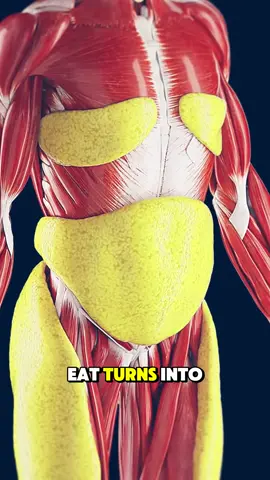How Food Turns Into Body Fat? (3D Animation) #digestivesystem #digestiveproblems #digestion #bodyfat #fat #foodintopoop #humandigestivesystem #digestivesystem #medical3danimation #3dmedicalanimation 