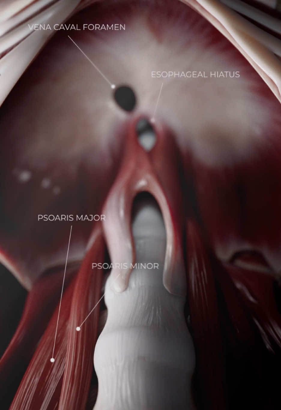 For Educational Purposes:  Two diaphragms, one powerful system. The thoracic diaphragm controls breath and pressure up top. The pelvic diaphragm (made of deep core muscles) supports the lower organs and plays a key role in posture, pressure control, and movement. These two work together more than you think. Labeled on a male model—pure anatomy, pure function. Follow for more anatomy content. #stemeducation #futuredoctor #medstudent #ThoracicDiaphragm #anatomyeducation #maleanatomy #corestability 