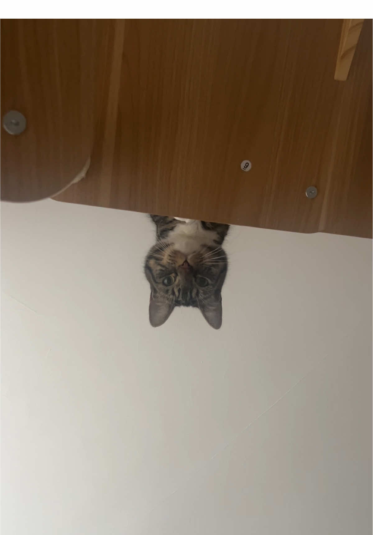 Always watching #tabbykitten #meow #tabbycat #cutecatontiktok #kitty 