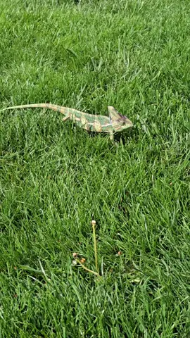 #Leo #chameleonsoftiktok #chameoleon Leo getting some natural sunshine 🌞 