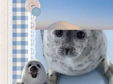 #harpseal #seal #moodboard #edit #fyp #foryoupage 