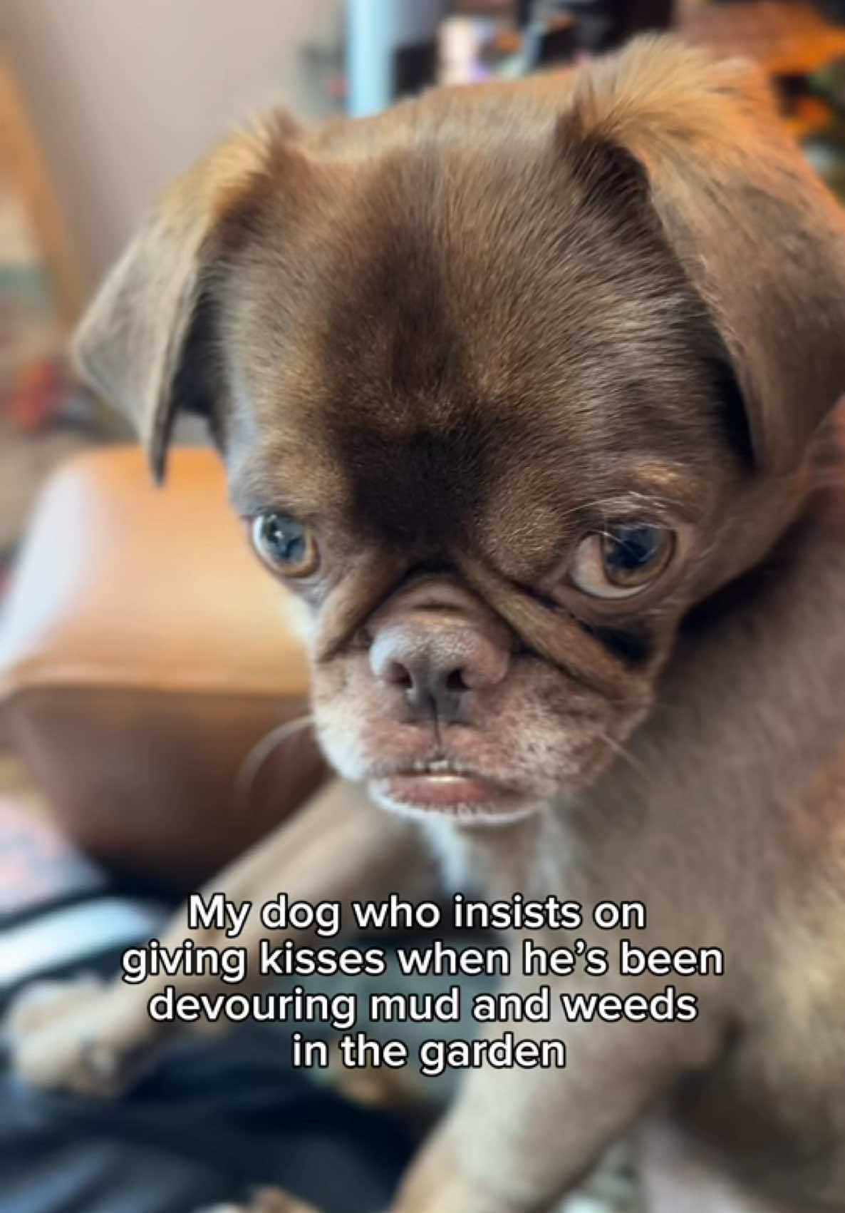 Keep that hot garbage mouth to yourself bro 😒 #dogsoftiktok #funnydog #doglife #dogownerproblems 