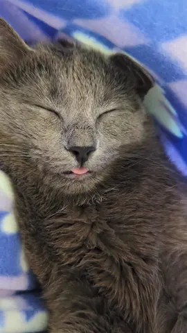 I swear I saw her grin.  This is what happens when you carry your kitten constantly in their bonding sling from day one. She doesn't know how to be held in any traditional way, so it's body contortion or sling. I did this to myself. 😂 Not that I would change it. Love our Velcro girl.  #kittensoftiktok #catsoftiktok #greycat #rescuecat  #catstuff 