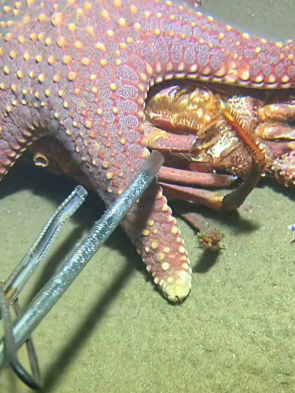 #diving #crab #catchthesea #seaside #seafood #fish #eel #lobster #seangsolofishing