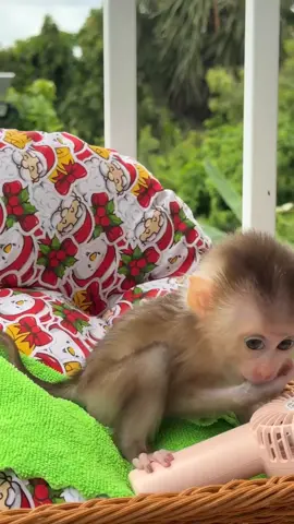 Playful Moments with My Monkey #monkey #baby #animals #cute #Love