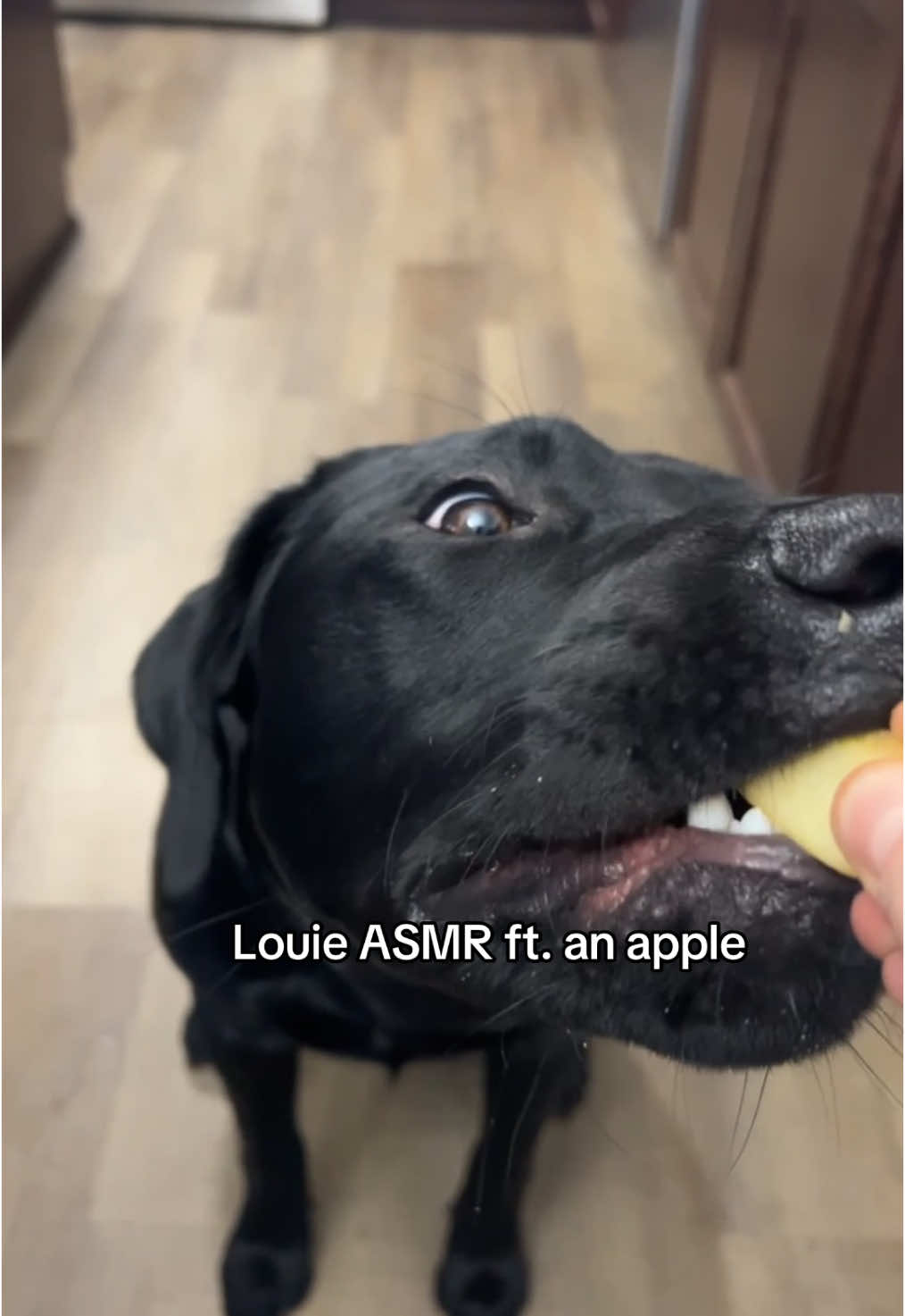 dogs chewing > people chewing #funnydog #dogsofttiktok 