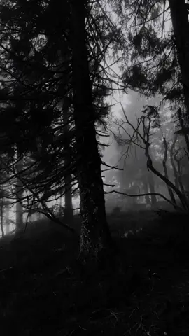 Billie Eilish 🥀🎧 Lovely Welcome Home #aesthetic #nature #forest #dark #vibes #edit #real #song #billieeilish #lovely #fyp #foryou #foryoupage #paratiiiiiiiiiiiiiiiiiiiiiiiiiiiiiii 