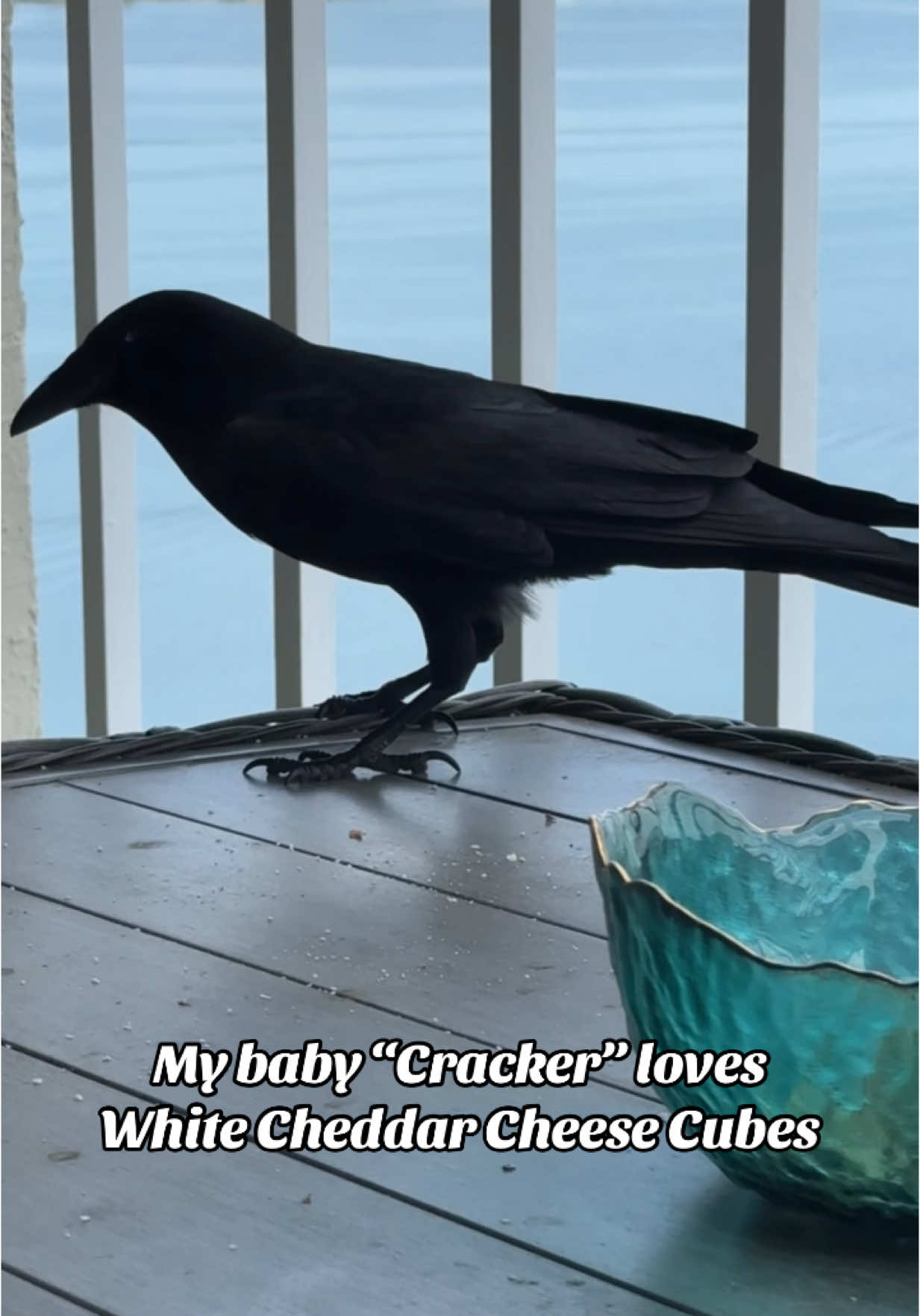 Can’t believe it’s been over a year gaining Crackers trust!! He is getting so comfortable with me. My baby “Cracker” loves White Cheddar Cheese Cubes too!  #crows #corvids #befriendingcrows #crowfriends #allierae #crowsoftiktok #corvidae 