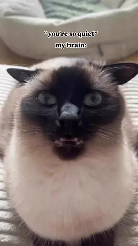 le poisson steve 🐟 #catsoftiktok 
