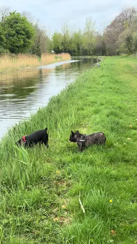 Jet and Winston Bird hunting part 2