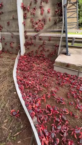 Migration of Crabs on Christmas Island Every year in November or December, millions of red crabs take part in one of nature’s most spectacular migrations. These vibrant creatures travel from the lush rainforests in the central part of Christmas Island to the shores of the Indian Ocean to breed. #CrabMigration #ChristmasIslandCrabs #RedCrabJourney #NatureSpectacle #CrabSeason #MassMigration #IndianOceanCrabs #RainforestToShore #WildlifeWonders #BreedingMigration 