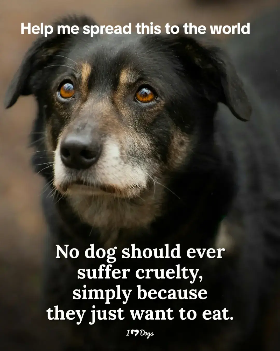 All dogs deserve loving homes kindly ❤ stay to give 🙏 poor dogs a meal #fyp #foryoupage #Uk #Usa #doglover #dogs #dogsoftiktok #viralvideo #newtrend #trendingvideos #germany #canada_life🇨🇦 #london 