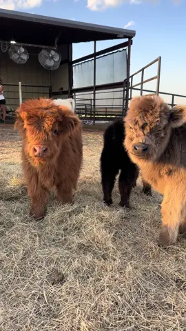Cutest ever. #minihighland #fyp #foruyou #animalsoftiktok #fluffy #babycow 