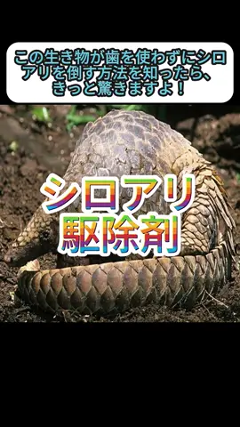 この生き物が歯を使わずにシロアリを倒す方法を知ったら、きっと驚きますよ！#animalsoftiktok #動物 #animalsoftiktok #fyp #野生動物 