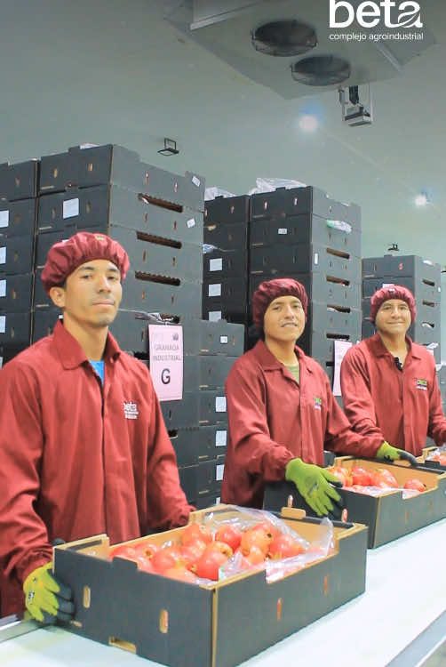 ¡Trabajo en equipo y pasión en cada paso! 💪🏽💚 Así crecemos juntos. 🌱✨ #AgroindustrialBeta #Peru #GreatPlaceToWork #AgroPeruana