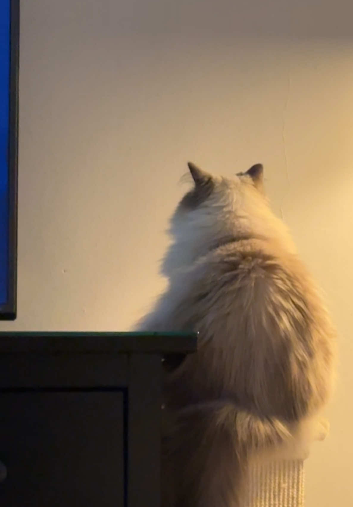 Anyone else’s cat just stare at a wall? #catsoftiktok #ragdollcat #cattok #walkingdead #blankspace 
