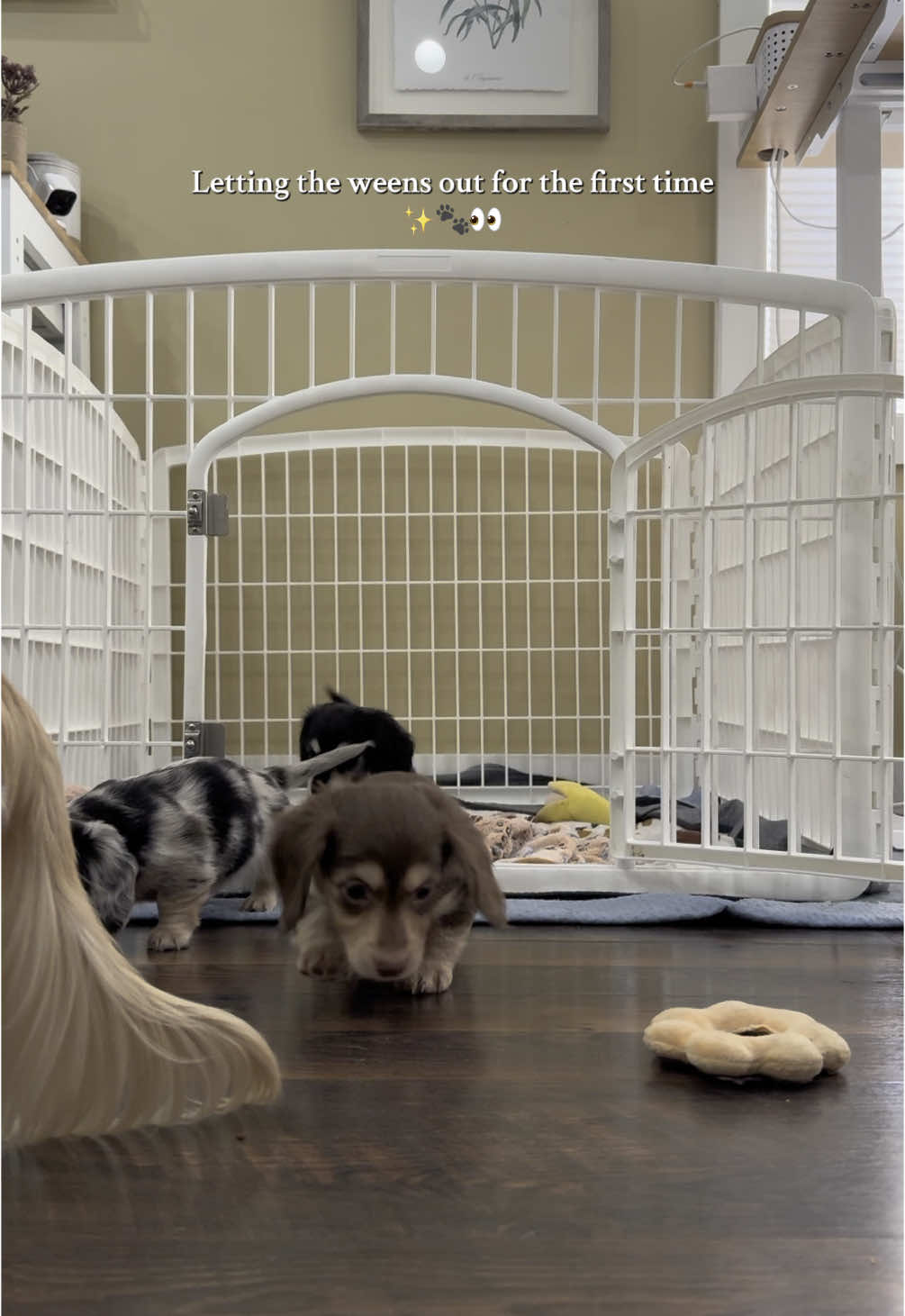 Dare I ask, who let the weens out 👀🐾 #dachshundpuppies #dachshundpuppy 