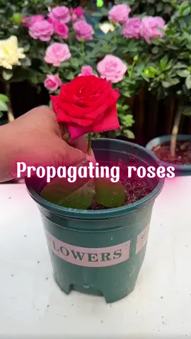 Propagating roses 🌹 #annafarm #tiktokshop #reelus #viral2025 #rose 