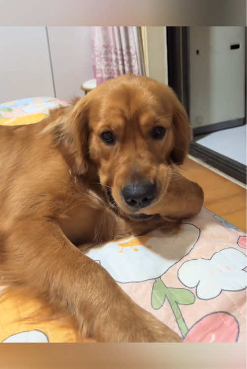 Funny golden retriever🥰😂#dog #funny #dogsoftiktok #funnyvideos 