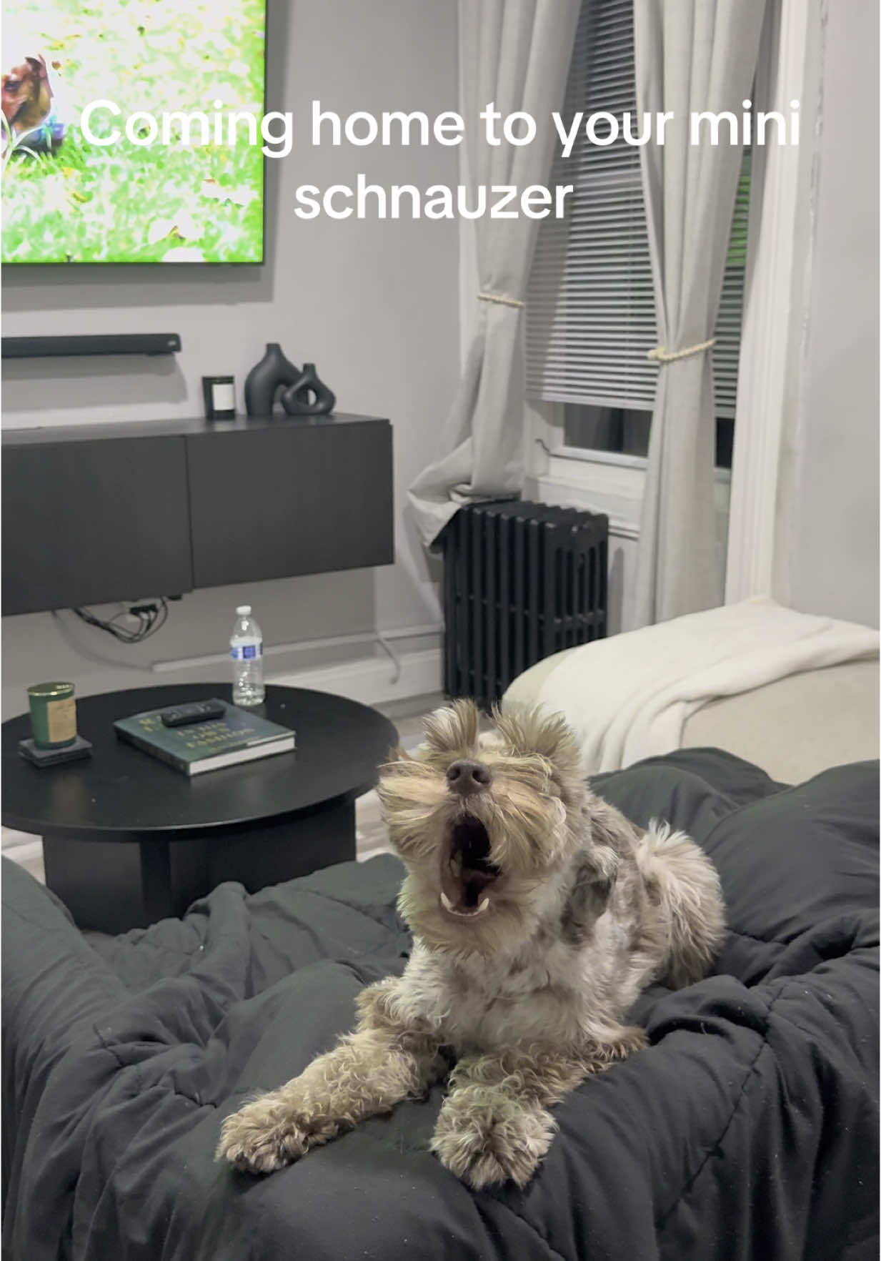 This is why i never leave him!! #minischnauzer #minischnauzersoftiktok #puppylife #cutedog #viral #PetsOfTikTok 