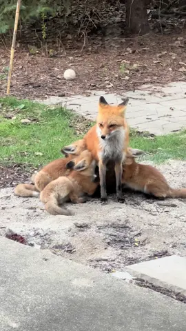 I love that I get to watch this beautiful mama and her babies grow up. 🧡 #happyearthday #mothernature #fox #redfox #springbabies #urbanmomma 