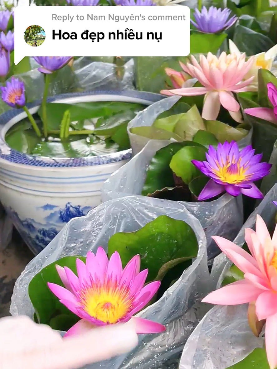 Hoa thái nhiều màu #hoasung 