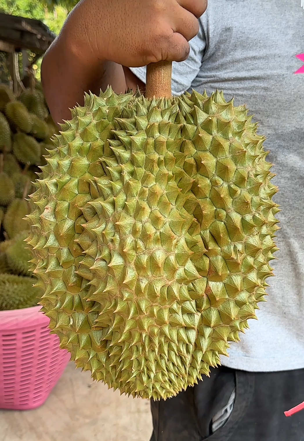 The Dangerous Art of Catching Falling Durians! #durian #fruit 