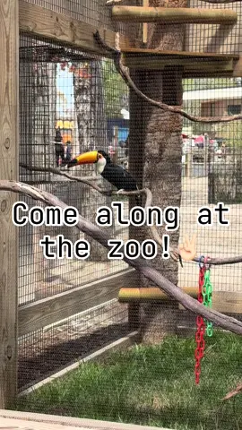 It was 80° & sunny so we went on down to the #capemayzoo My toxic trait from working with animals is thinking I can pet & ride everything 🤣  What’s your favorite animal at the zoo!? We can’t wait for the flamingoes and penguins to arrive!!  #creatorsearchinsights #smallcontentcreator #zoo #animals   #momlife 