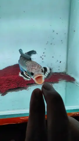 lama ga upload, selagi upload ga lama #chana #bluepulchra #pulchra #fypシ゚ #4u #fyp #aquarium #fish 