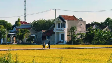 Vài khung cảnh yên bình tại quê mình mùa lúa chín. 