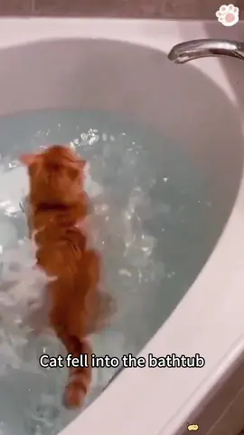 Cat fell into the bathtub 🤣🤣#tiktok #foryou #cat #funnycat #fyp #funnyvideo 