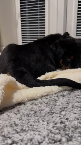 Our beautiful boy 📸🐾#tiktok #fyp #foryou #rottweiler #dog #dogsoftiktok #puppy #puppiesoftiktok #puppylove #foreverhome #rottiesoftiktok #rottie #cuteness #dogtok #puppies #puppylife #dogmom #doglife #dogs #dogs #ourboy #beautiful #beautifulboy 