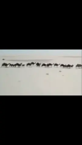 مخابيط بن الشحس الكثيري 🇴🇲#مجاهيم #اكسبلور #الكثيري #ثمريت 