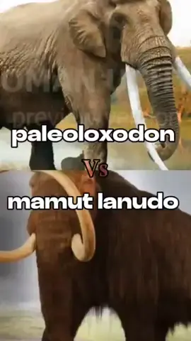 Paleoloxodon vs Mamut lanudo 