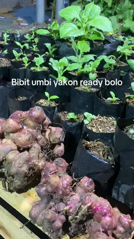 #umbiyakon#viral#fyp 