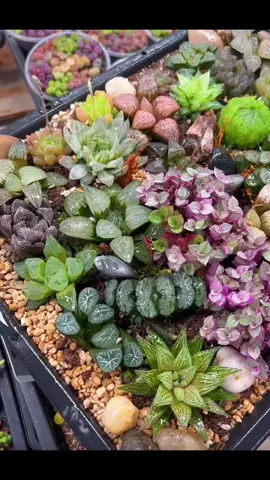 #xuhuong #trending #succulents #suculentas #senđá #senđámini #caysenda #fpyシ #haworthia 